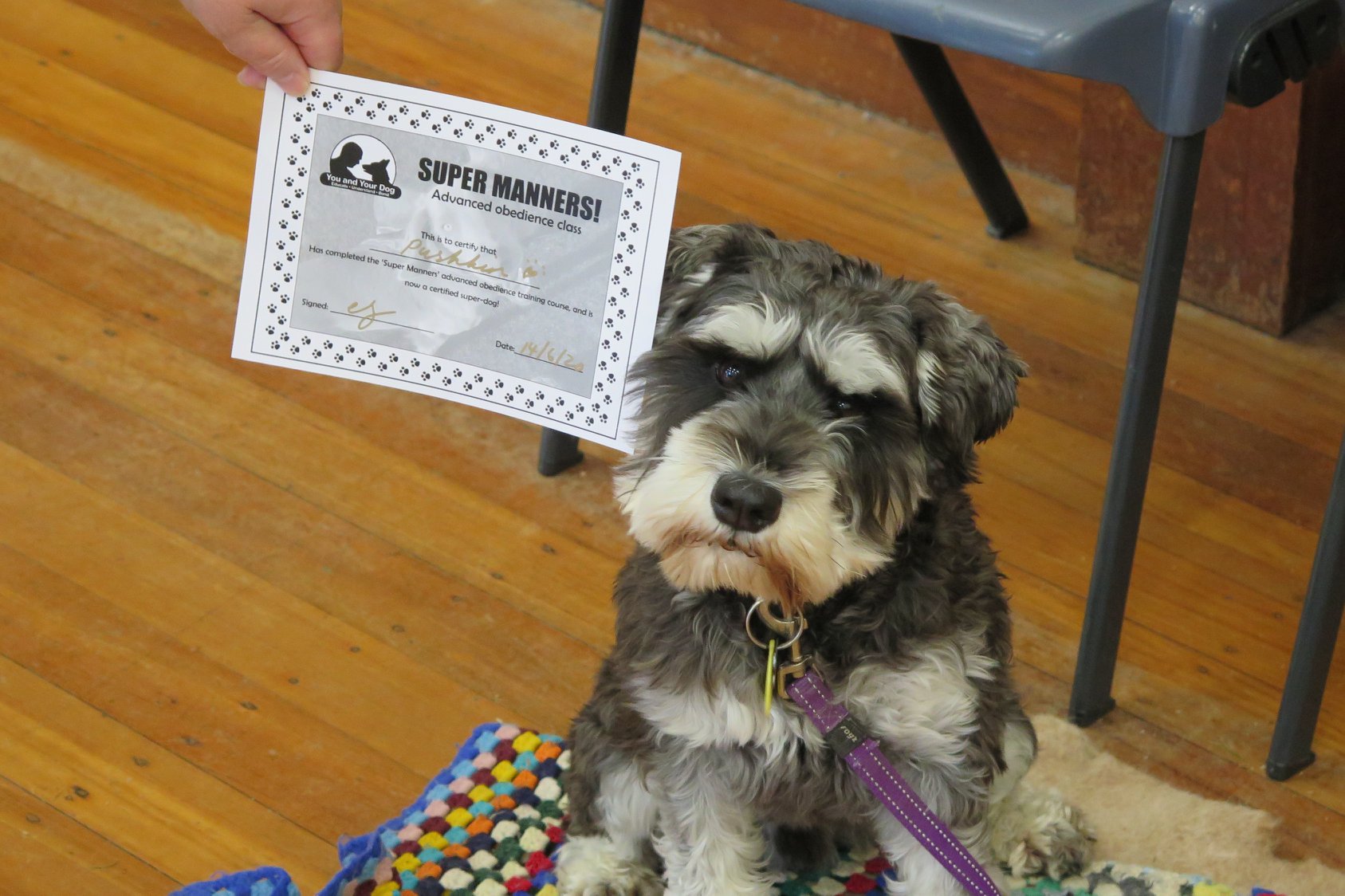 Super Manners Dog Training Course Nelson Tasman