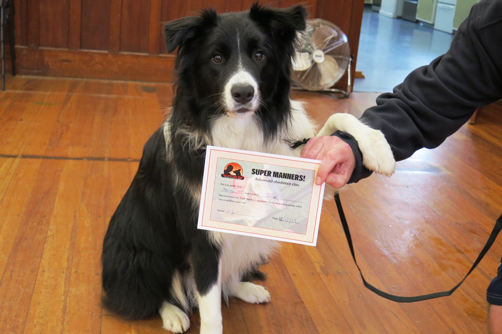 Super Manners Dog Training Course Nelson Tasman