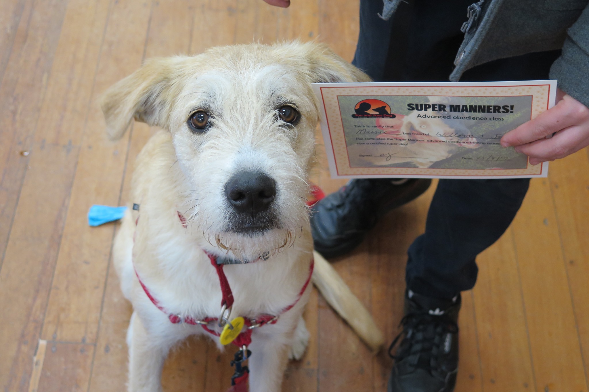 Super Manners Dog Training Course Nelson Tasman